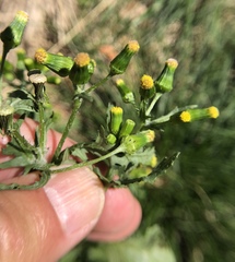 Senecio vulgaris