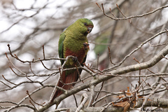 Austral Parakeet photo 3