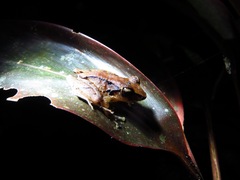 Craugastor crassidigitus