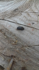 Hadrobregmus pertinax