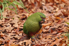 Austral Parakeet photo 4