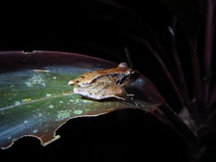 Craugastor crassidigitus