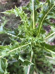 Sonchus asper