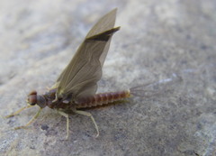 Ephemerella subvaria