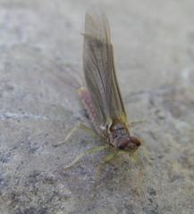 Ephemerella subvaria