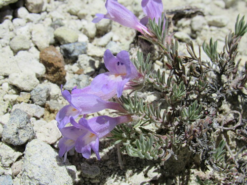 Germander Beardtongue (Penstemon teucrioides)