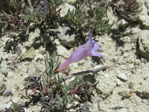 Image of Penstemon teucrioides by (c) Anders Hastings, some rights reserved (CC BY)