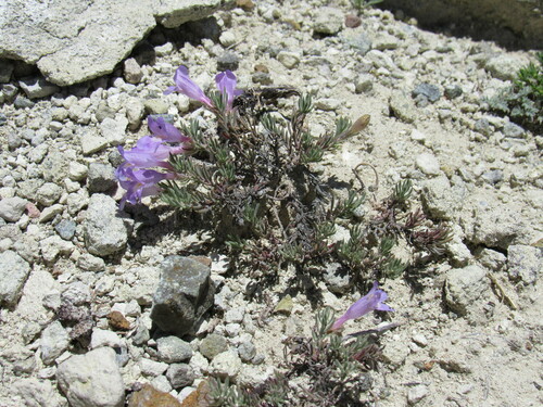 Image of Penstemon teucrioides by (c) Anders Hastings, some rights reserved (CC BY)