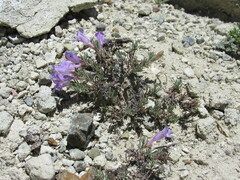 Penstemon teucrioides, photograph (c) Anders Hastings, some rights reserved (CC BY)