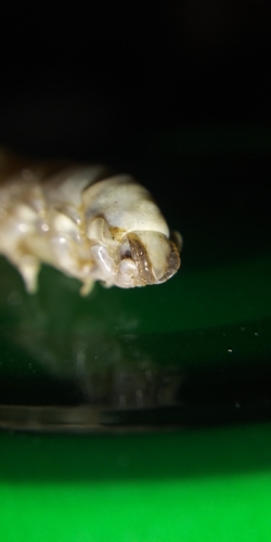 Glossobius