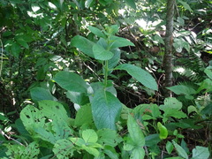 Sinningia incarnata
