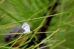 Hemiargus ceraunus astenidas