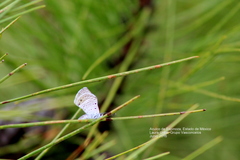 Hemiargus ceraunus astenidas
