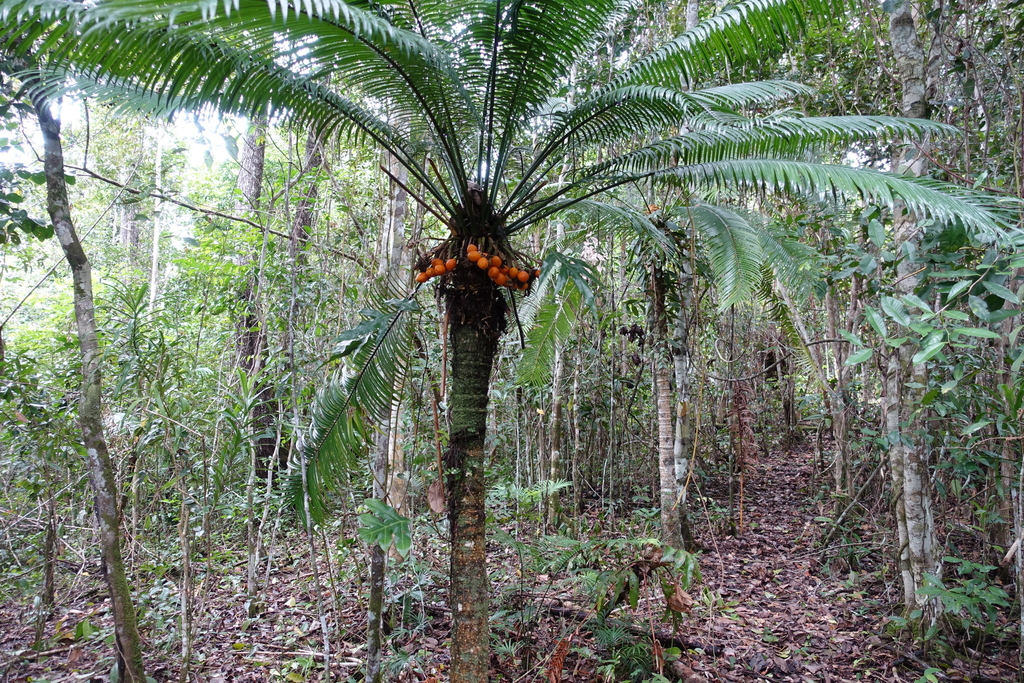 Cycas scratchleyana (Forest Sago)