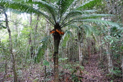 Scratchley's Cycad (Cycas scratchleyana)