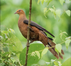 Philippine Cuckoo-Dove photo 2