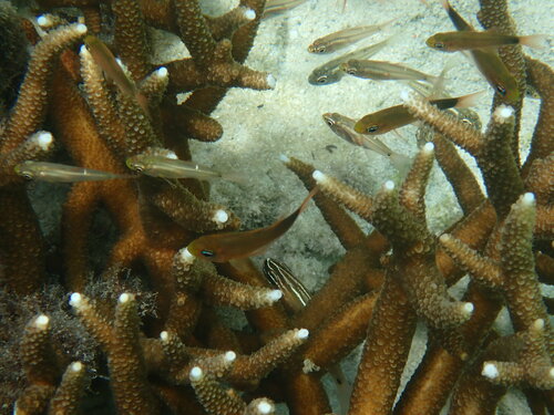 Zoramia perlita observed 2024-04-26