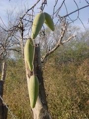 Funastrum pannosum