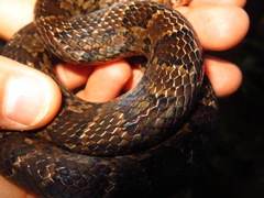 Stenorrhina degenhardtii