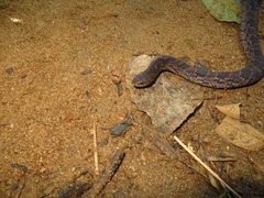 Stenorrhina degenhardtii