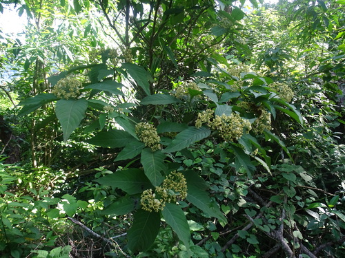 Image of Palicourea pubescens by (c) Alexis López Hernández, some rights reserved (CC BY)