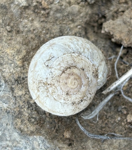 Diablo Mountainsnail