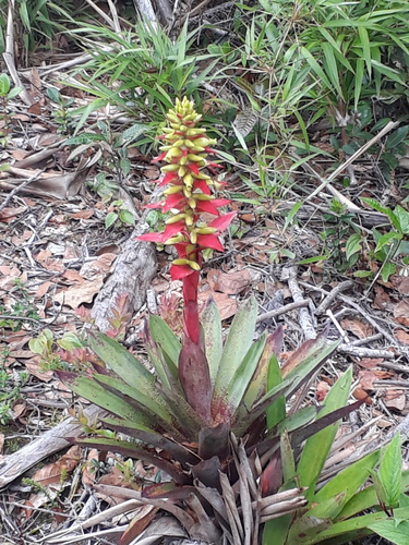 Werauhia ororiensis image