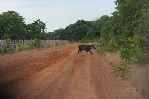South American Tapir