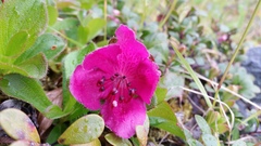 Rhododendron camtschaticum
