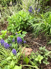 Muscari armeniacum