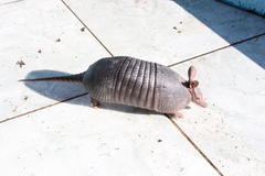 Dasypus septemcinctus septemcinctus