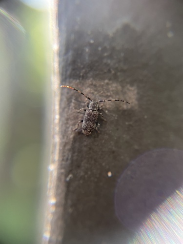 Zaplous annulatus