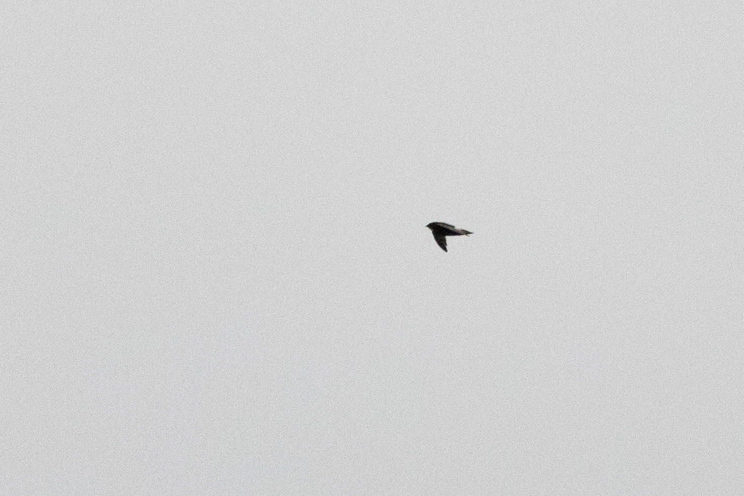 White-rumped Spinetail (Zoonavena sylvatica), photo 9