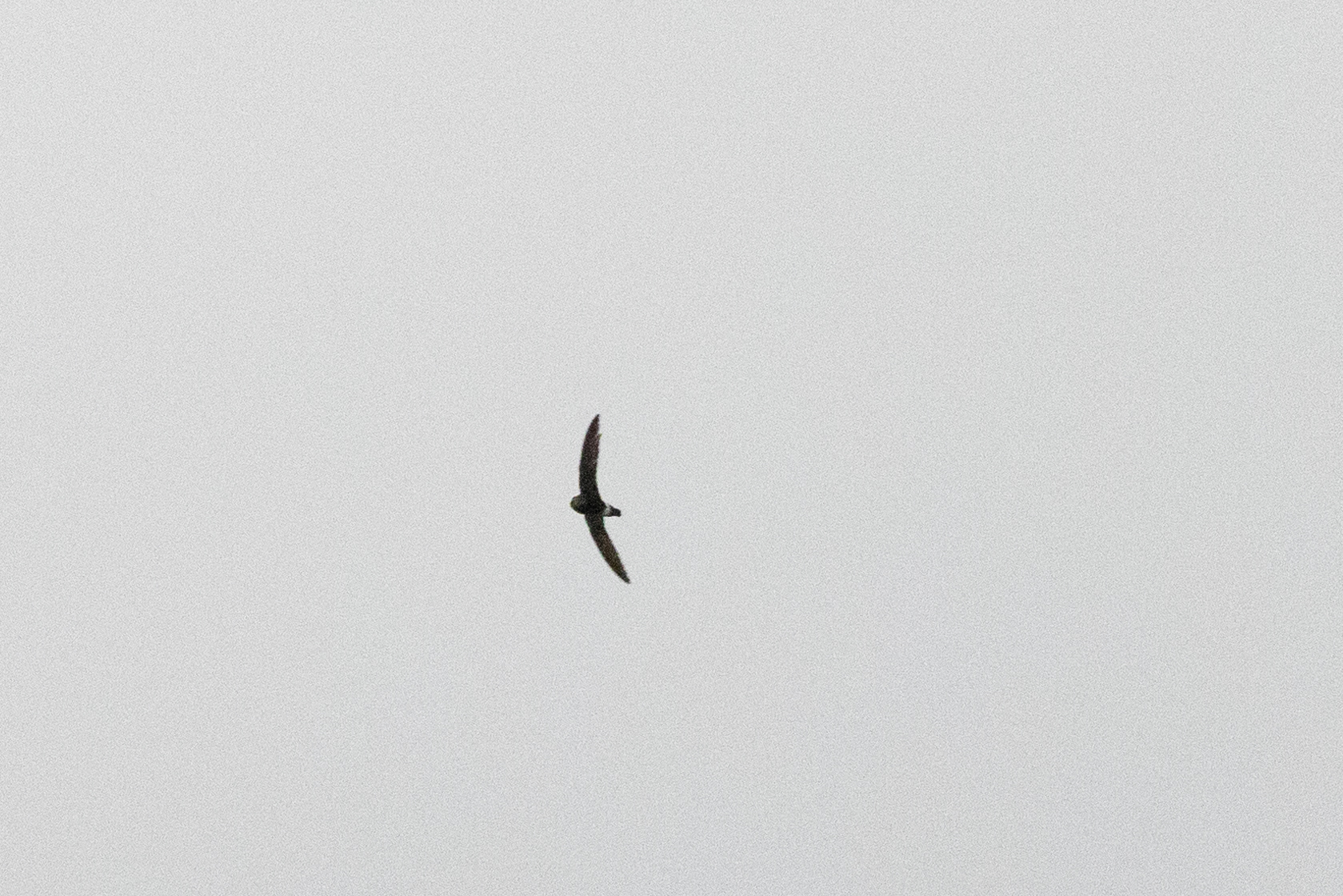 White-rumped Spinetail (Zoonavena sylvatica), photo 10