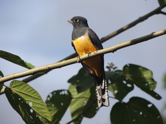 Gartered Trogon photo 2