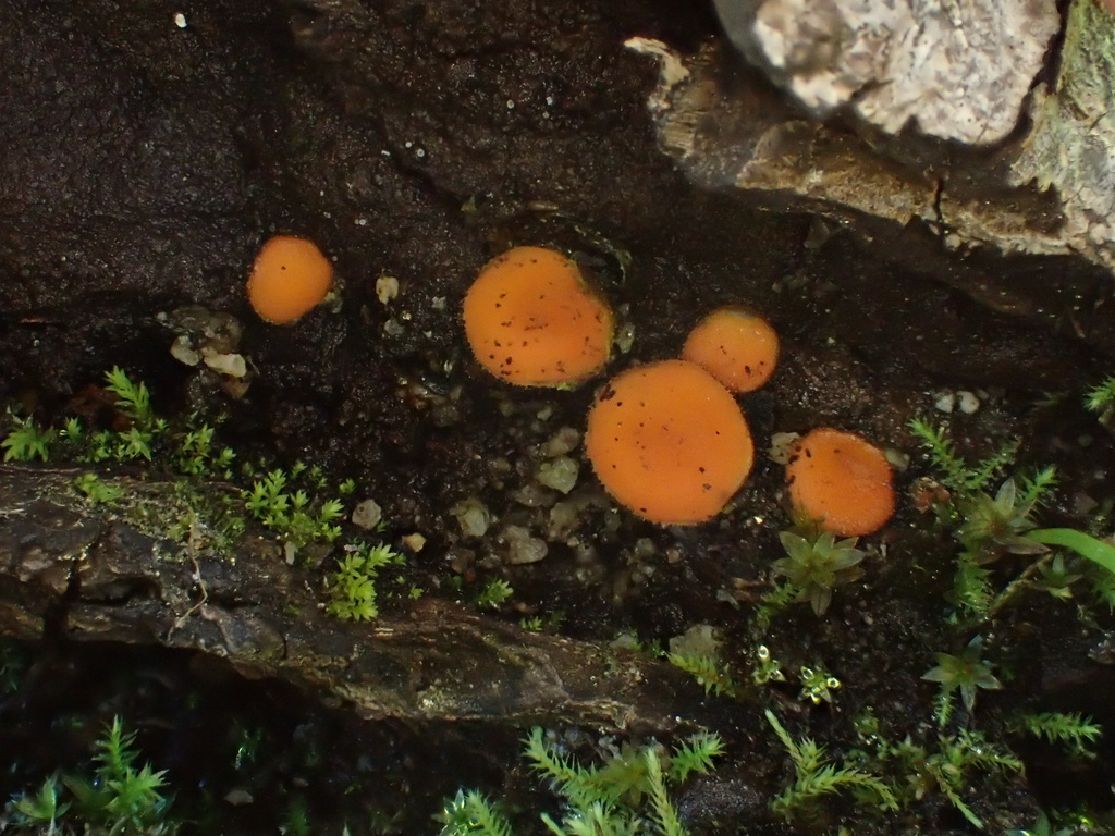 Scutellinia sp. 'CA08'