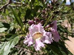× chitalpa tashkentensis