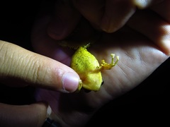 Pristimantis cruentus