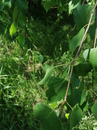 Image of Betula platyphylla by (c) Roman A. Lagazyuk (Роман А. Лагазюк), some rights reserved (CC BY)