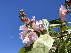 × chitalpa tashkentensis