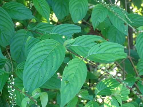 Image of Gonzalagunia hirsuta by (c) Alexis López Hernández, some rights reserved (CC BY)
