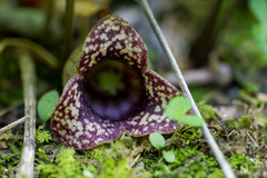 Hexastylis shuttleworthii