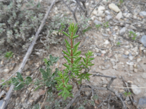 Image of Talinopsis frutescens by (c) Leticia Jiménez Hernández, some rights reserved (CC BY-SA)