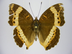 Precis archesia ugandensis