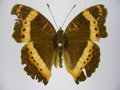 Precis archesia ugandensis