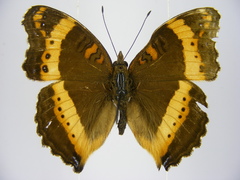 Precis archesia ugandensis