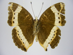 Precis archesia ugandensis