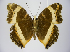 Precis archesia ugandensis