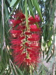 Melaleuca viminalis