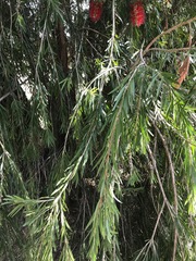 Melaleuca viminalis